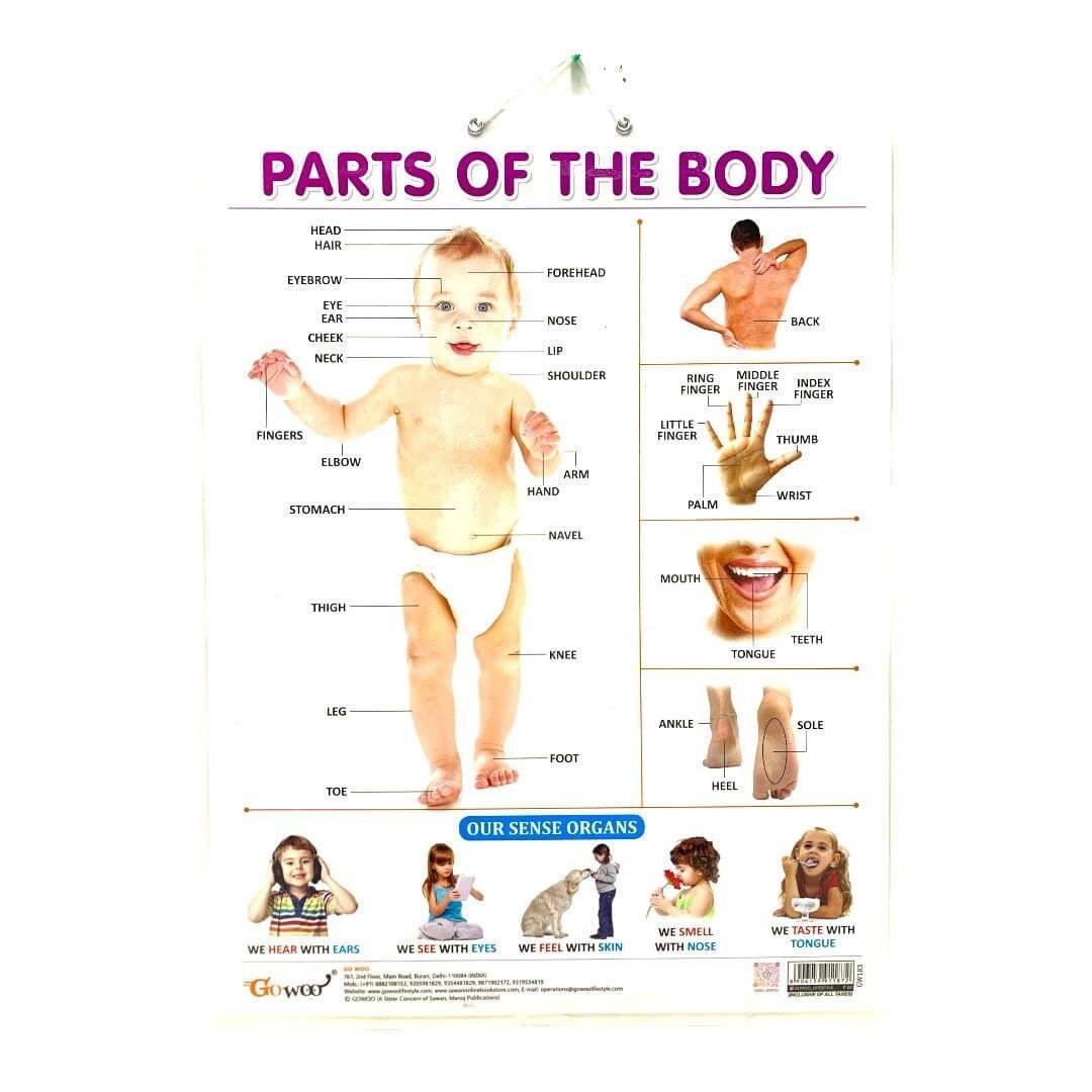English Educational Posters Parts of the Body || وسيلة انجليزي اجزاء الجسم - مكتبة اكسبريس الكويت