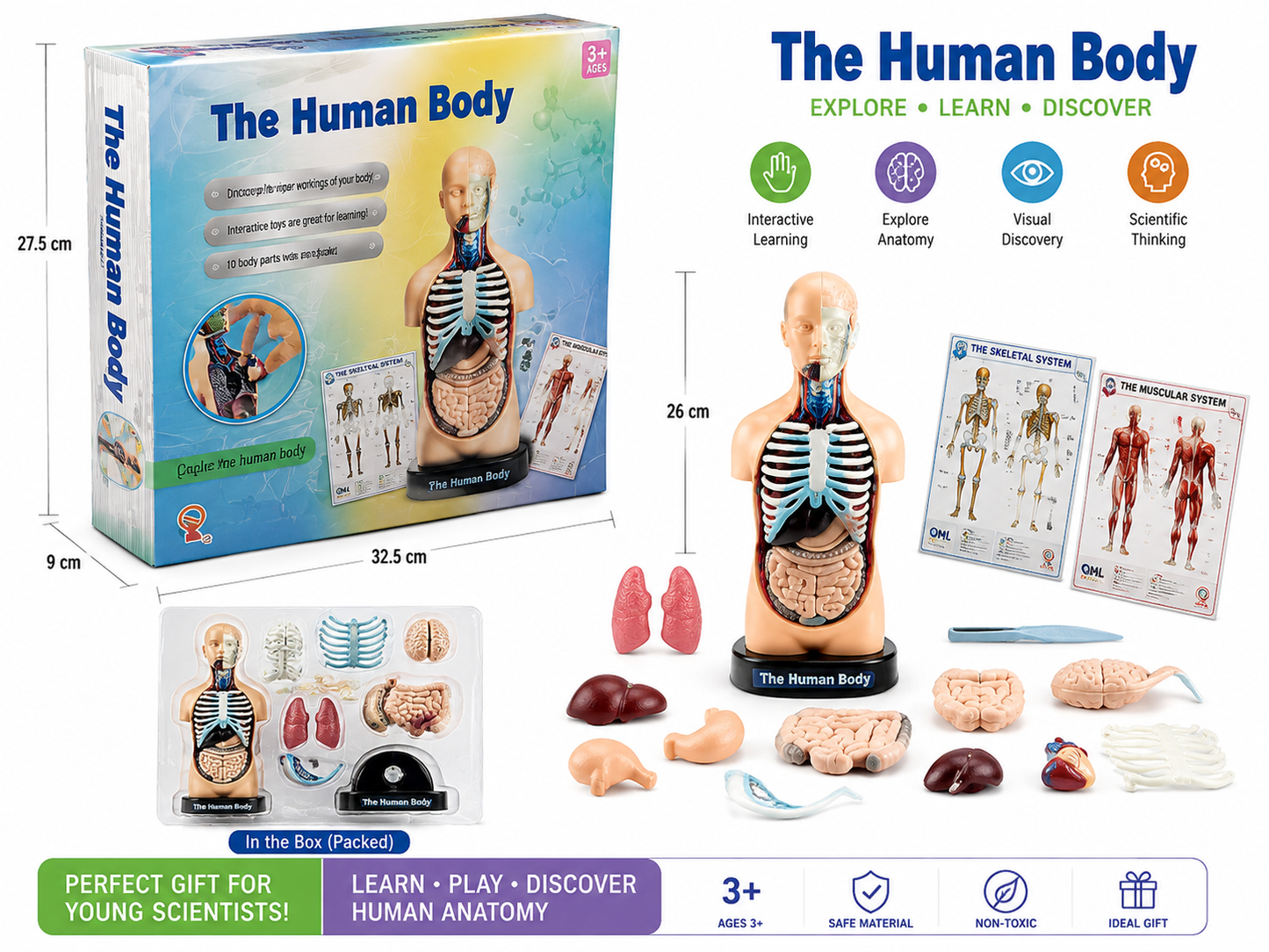نموذج جسم الإنسان التشريحي التعليمي 10 أعضاء مع بطاقتي الهيكل العظمي والعضلي | The Human Body Anatomy Model