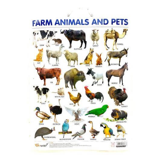 English Educational Farm Animals || وسيلة انجليزي حيوانات المزرعة - مكتبة اكسبريس الكويت