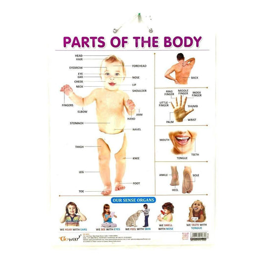 English Educational Posters Parts of the Body || وسيلة انجليزي اجزاء الجسم - مكتبة اكسبريس الكويت