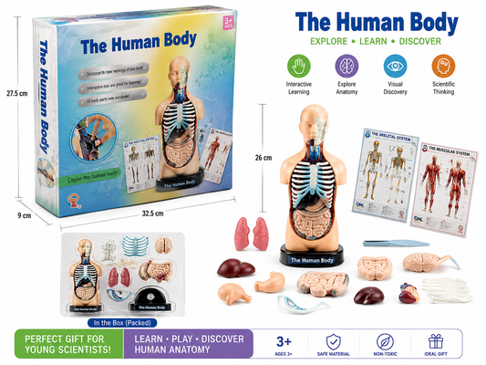 نموذج جسم الإنسان التشريحي التعليمي 10 أعضاء مع بطاقتي الهيكل العظمي والعضلي | The Human Body Anatomy Model